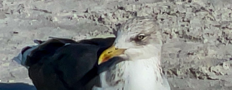 A lesser black-backed gull shows of it’s gorgeous yellow eye while watching the activities on a Florida beach in December.