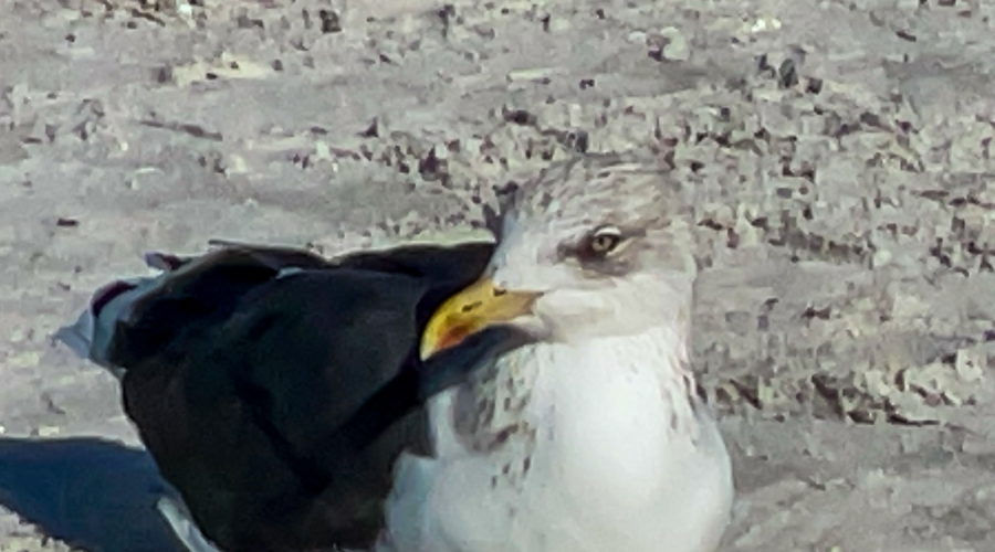 A lesser black-backed gull shows of it’s gorgeous yellow eye while watching the activities on a Florida beach in December.