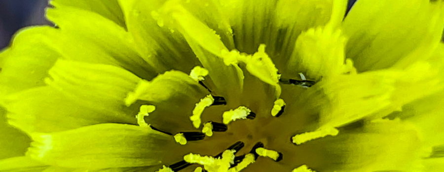 This closeup photo shows the center of a Carolina desert chicory flowers showing it’s rays and florets.