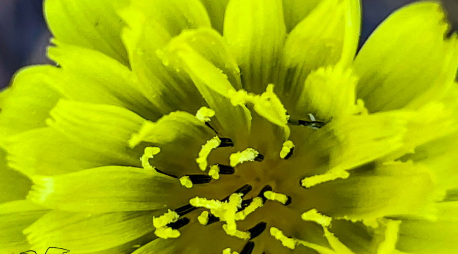 This closeup photo shows the center of a Carolina desert chicory flowers showing it’s rays and florets.
