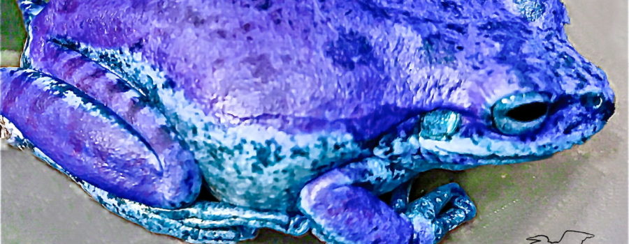This green tree frog got himself a color change and is now decked out in shades of blue