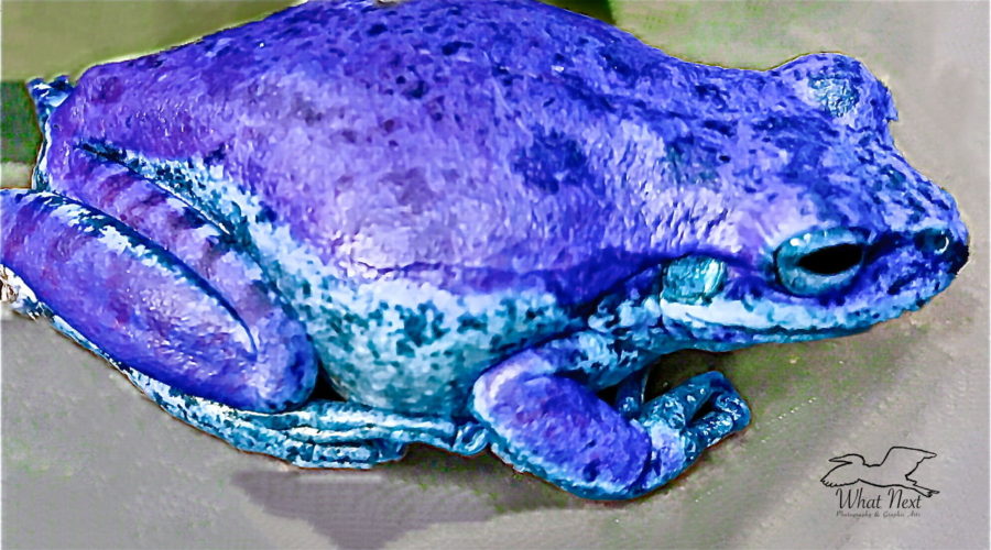 This green tree frog got himself a color change and is now decked out in shades of blue