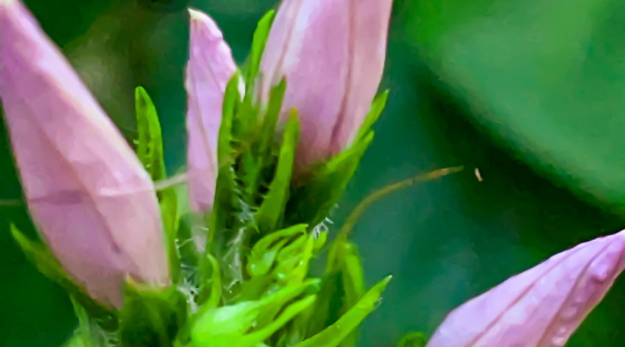 A closeup photograph of a cluster of pink ornamental sweet potato buds emphasizes the delicate texture of the soon to open petals and the complexity of the vine.