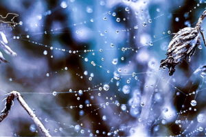 Small water droplets are strung along the strands of spider silk that run between several by gone flowers and stems.