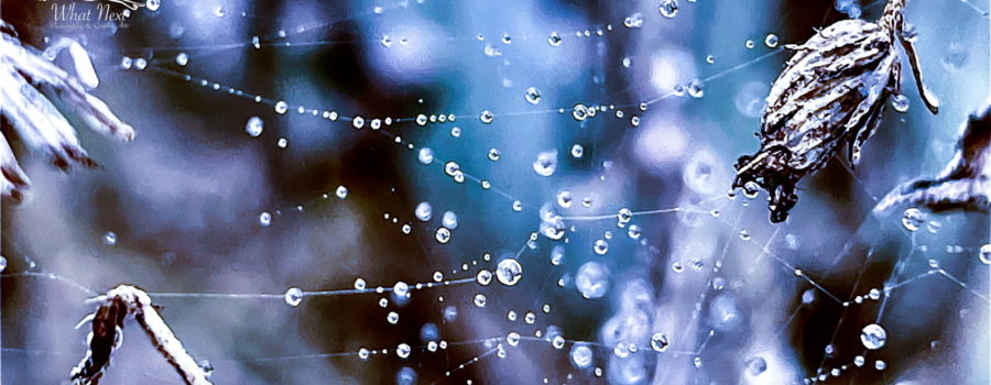 Small water droplets are strung along the strands of spider silk that run between several by gone flowers and stems.