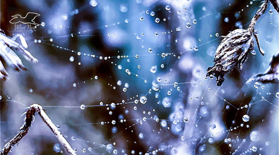 Small water droplets are strung along the strands of spider silk that run between several by gone flowers and stems.