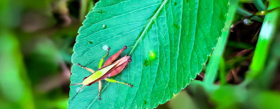 A small male short-winged green grasshopper perches on a leaf above the thick grass where he lives.