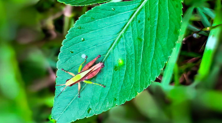 A small male short-winged green grasshopper perches on a leaf above the thick grass where he lives.
