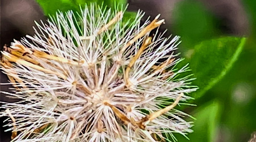 The seed head of a Carolina desert chicory flower sharply contrasts with a new bud in the background.