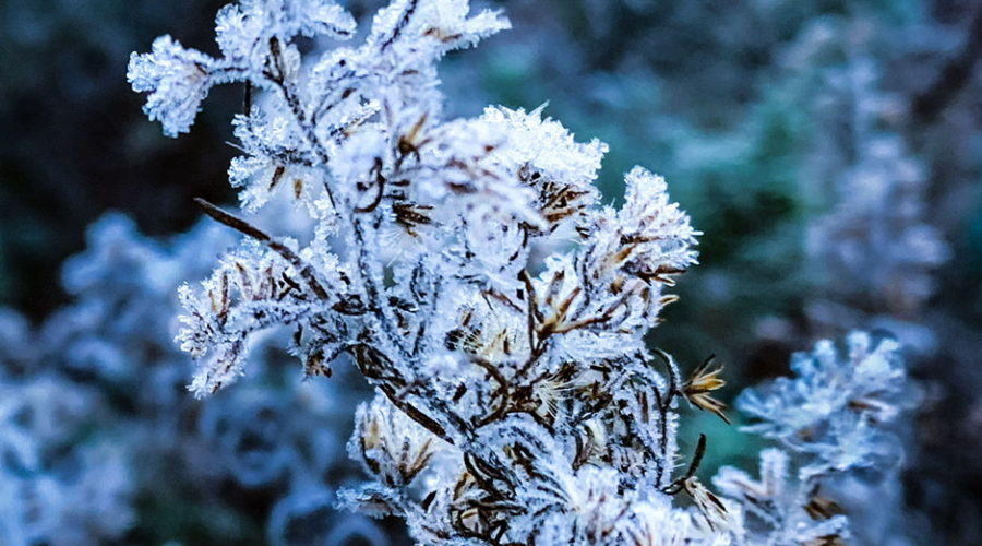 A bunch of by gone blackjack flowers are covered in a glaze of ice after a frosty night.