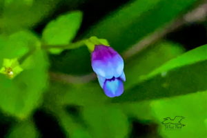 The brittle false pimpernel flower is trumpet shaped with a wide mouth and a long throat.