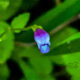 Brittle False Pimpernel is a Weed, but It’s Also Beautiful and Useful