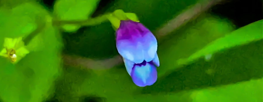 The brittle false pimpernel flower is trumpet shaped with a wide mouth and a long throat.