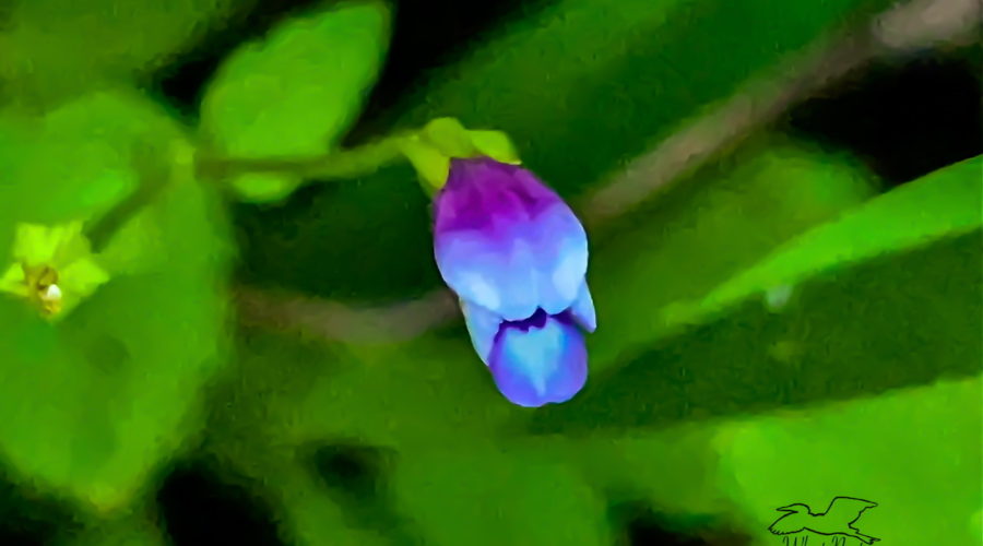 The brittle false pimpernel flower is trumpet shaped with a wide mouth and a long throat.