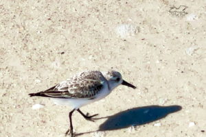 Sanderlings are we well known for their feeding behavior that includes running along the beach and chasing the waves as they retreat.