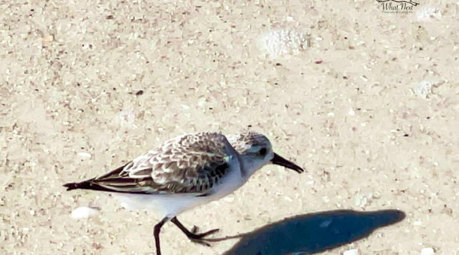 Sanderlings are we well known for their feeding behavior that includes running along the beach and chasing the waves as they retreat.