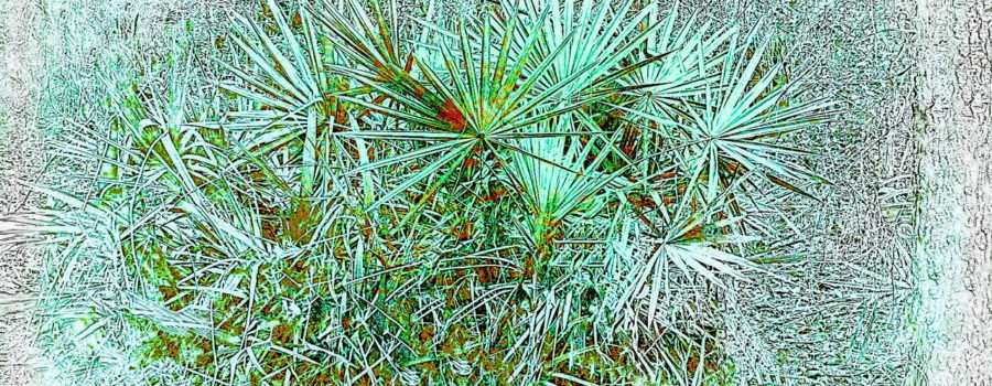 This portrait of a southern saw palmetto helps to emphasize their unique sizes and shapes.