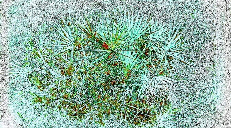 This portrait of a southern saw palmetto helps to emphasize their unique sizes and shapes.