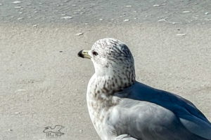 A juvenile ring-billed gull has a contemplative look on his face as he looks out at the sea.