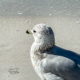 The Adaptable Ring-billed Gull is the Iconic Sea Gull
