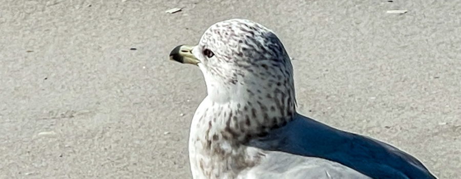 A juvenile ring-billed gull has a contemplative look on his face as he looks out at the sea.