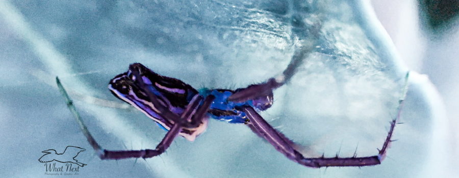 A Mabel orchard orb weaver spider was found on the underside of an arrowhead leaf. Unusual light being reflected from a blue bucket turned the whole scene bluish.