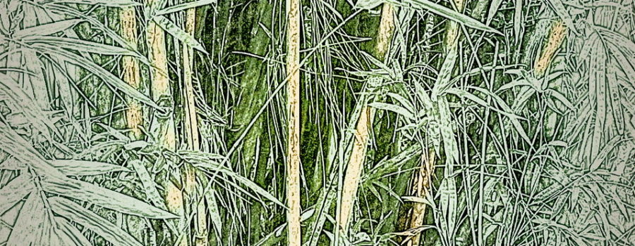 An artistic photograph of wild bamboo emphasizes it’s thick growth.