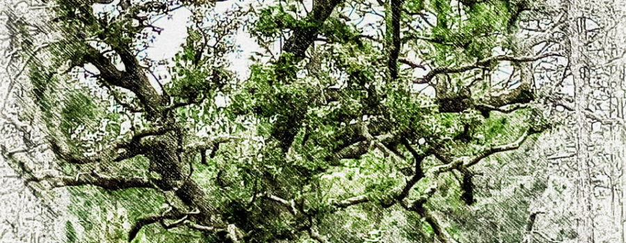 An old oak tree shows off it’s personality with it’s pattern of gnarled branches.