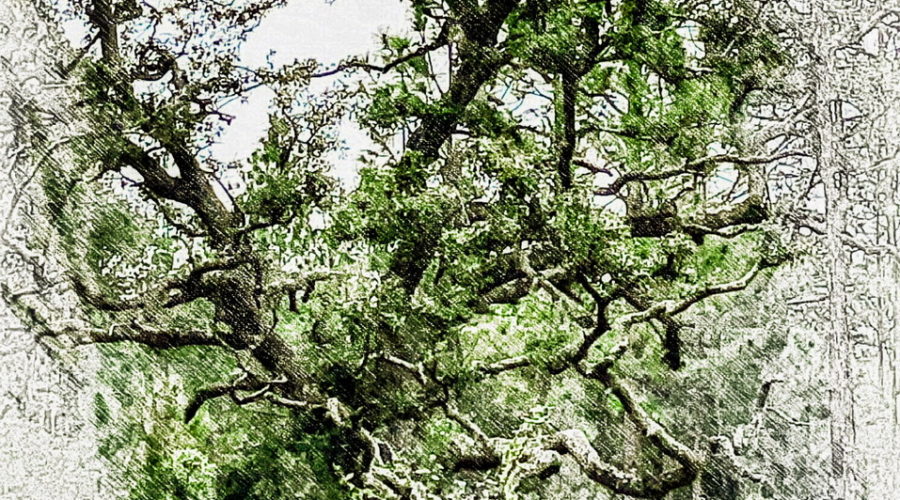 An old oak tree shows off it’s personality with it’s pattern of gnarled branches.