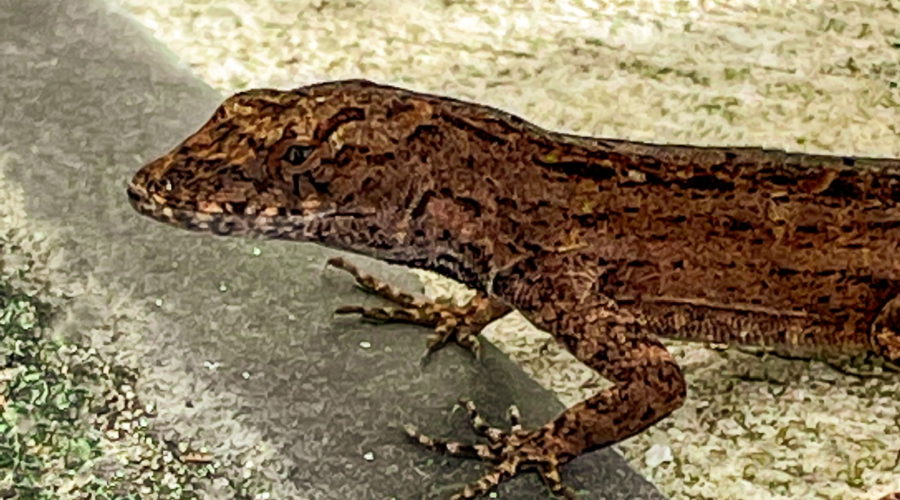 A brown Anole finds it’s spot to warm itself in the afternoon sun.