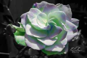 A nearly perfect gardenia flower has been enhanced with a bit of green and purple in celebration of spring.