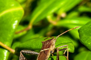 This view from behind shows the broad, thin tibias of an Eastern leaf-footed bug. This feature is why these bugs are called leaf-footed.