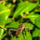 Pros and Cons of the Interesting Eastern Leaf-footed Bug