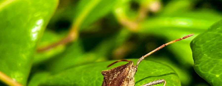 This view from behind shows the broad, thin tibias of an Eastern leaf-footed bug. This feature is why these bugs are called leaf-footed.