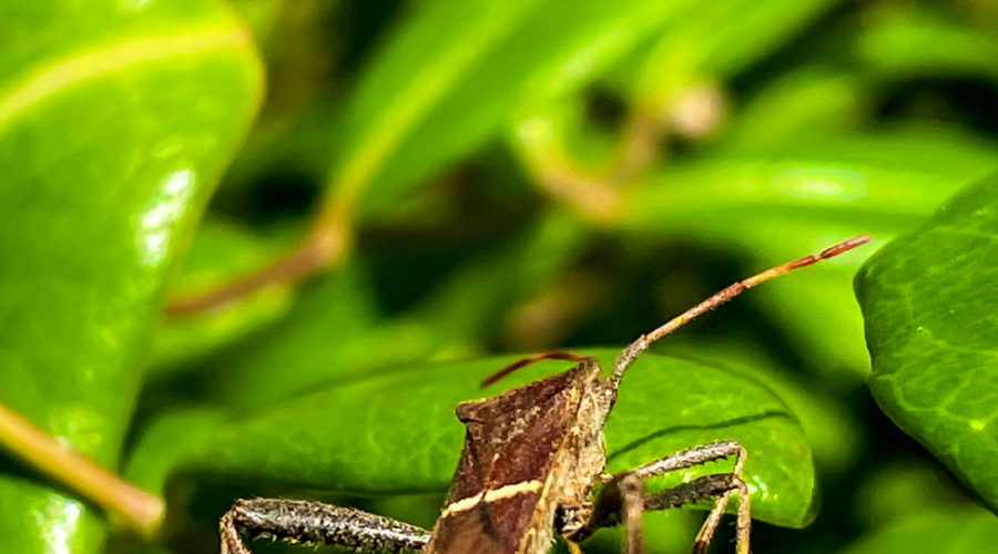This view from behind shows the broad, thin tibias of an Eastern leaf-footed bug. This feature is why these bugs are called leaf-footed.