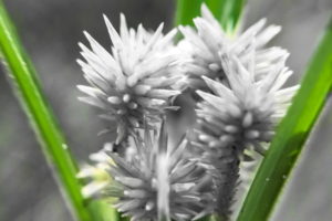 A macro photo of the seeds of a globe sedge plant has been modified to leave only the surrounding grass blades colored while the rest of the image is black and white.