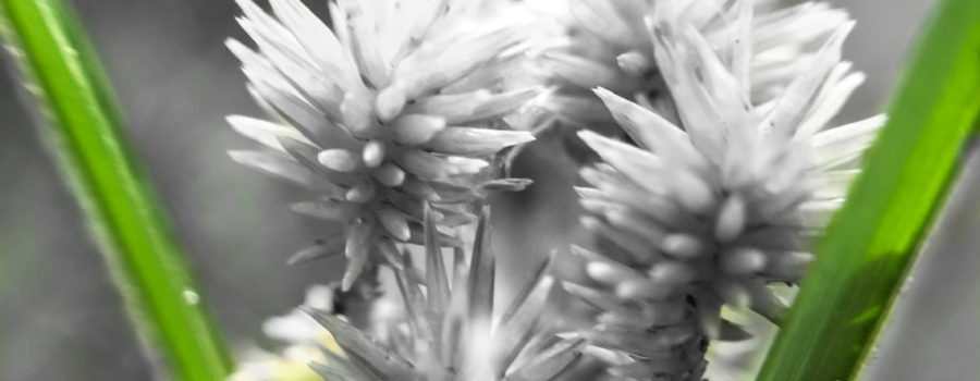 A macro photo of the seeds of a globe sedge plant has been modified to leave only the surrounding grass blades colored while the rest of the image is black and white.