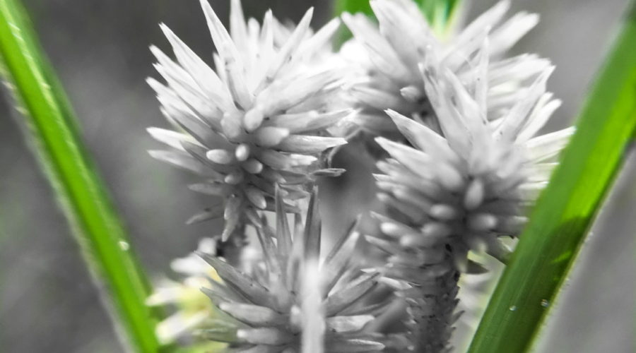 A macro photo of the seeds of a globe sedge plant has been modified to leave only the surrounding grass blades colored while the rest of the image is black and white.
