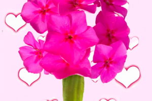 A bouquet of phlox flowers is shown on a pink, heart decorated background in a celebration of Valentines Day.