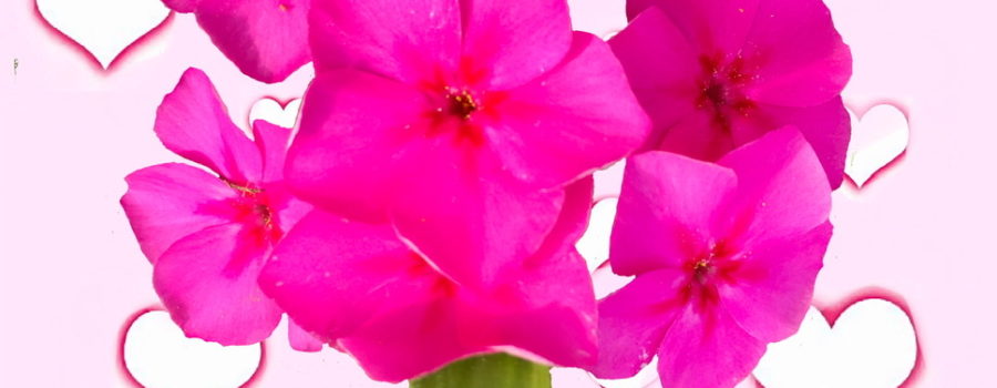 A bouquet of phlox flowers is shown on a pink, heart decorated background in a celebration of Valentines Day.