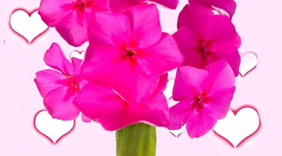 A bouquet of phlox flowers is shown on a pink, heart decorated background in a celebration of Valentines Day.