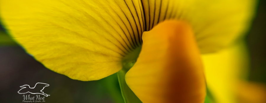 This macro image of a showy crotalaria flower emphasizes it’s three petal structure typical of the pea family.