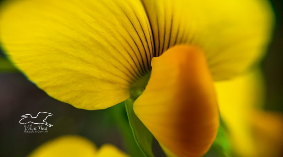 This macro image of a showy crotalaria flower emphasizes it’s three petal structure typical of the pea family.