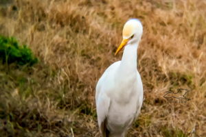 A cattle egret stares intently at the ground where an insect is probably hiding.