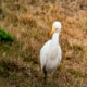 The Beautiful Cattle Egret is a Sensational Environmental Success Story