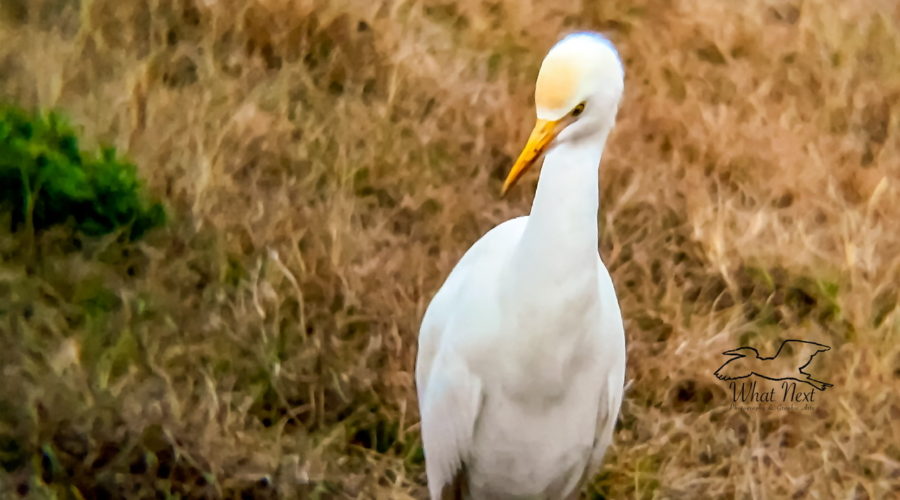 A cattle egret stares intently at the ground where an insect is probably hiding.