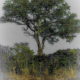 Here’s the Second Image in the New Tree Series
