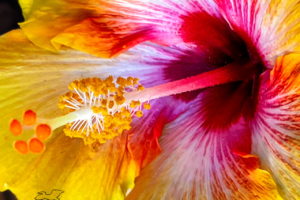 A closeup image of a colorful hibiscus flower shows it’s glorious beauty.