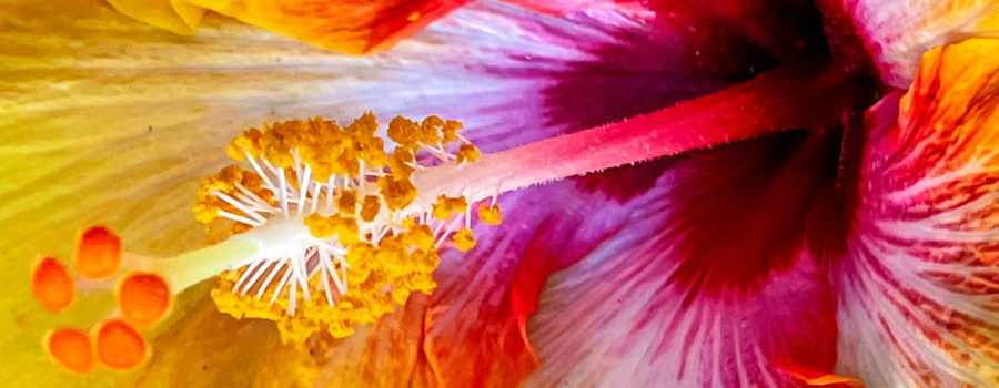 A closeup image of a colorful hibiscus flower shows it’s glorious beauty.