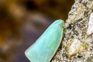 A Northern Flatid planthopper perches momentarily on an outcropping of rock near it’s host plants.